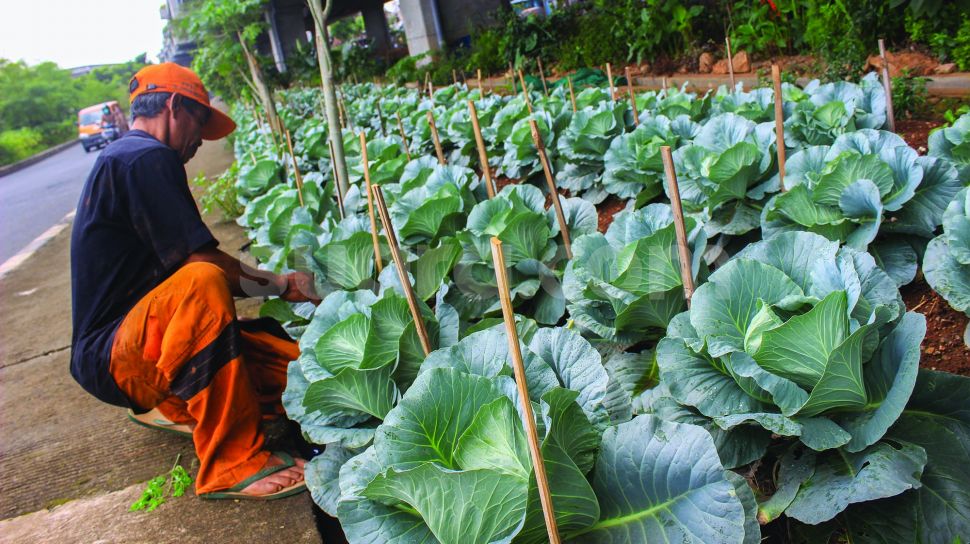 Transformasi Kolong Tol Becakayu Menjadi Oase Hijau Kebun Sayur