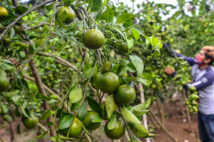 Cobain Metik Jeruk Sepuasnya di Ciamis