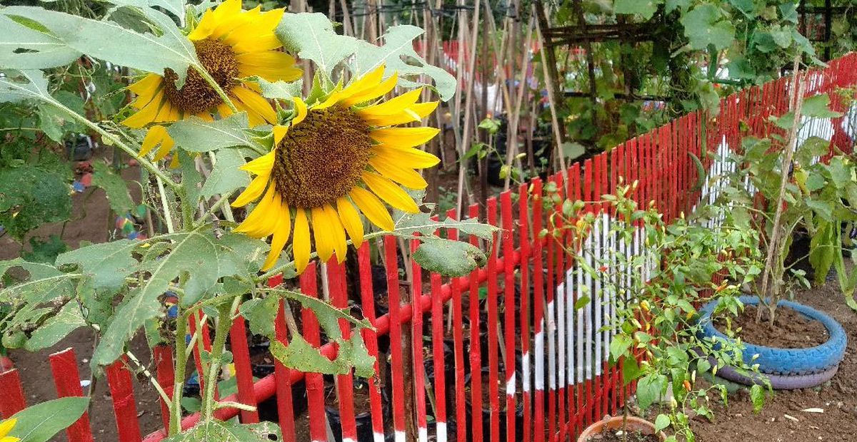 Kebun Cengek Pangandaran yang Memukau