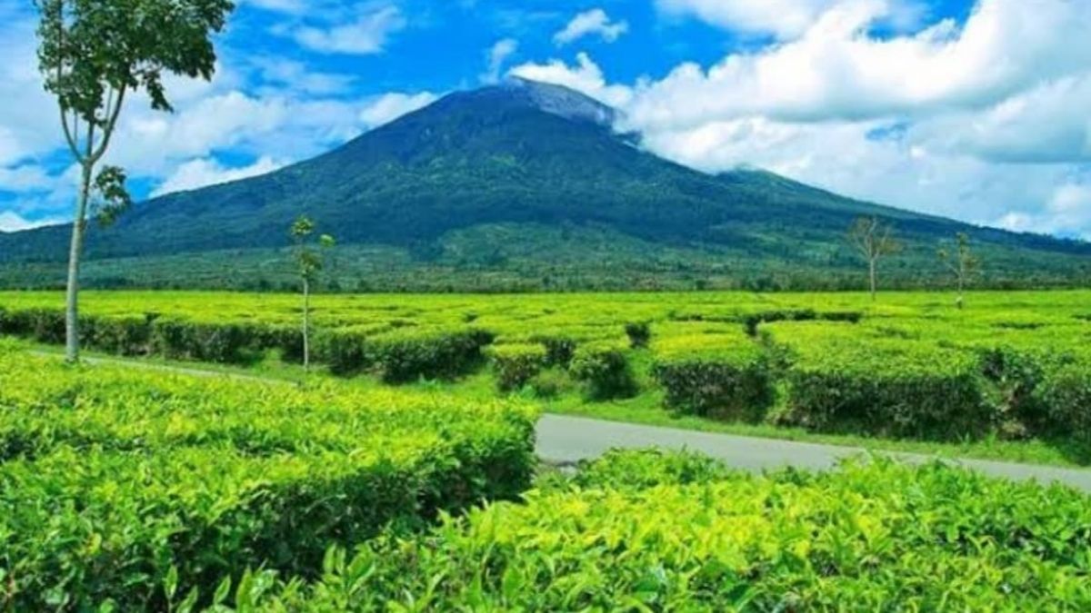 Kebun Teh Tertua Jambi: Sejarah dan Keindahan yang Memukau