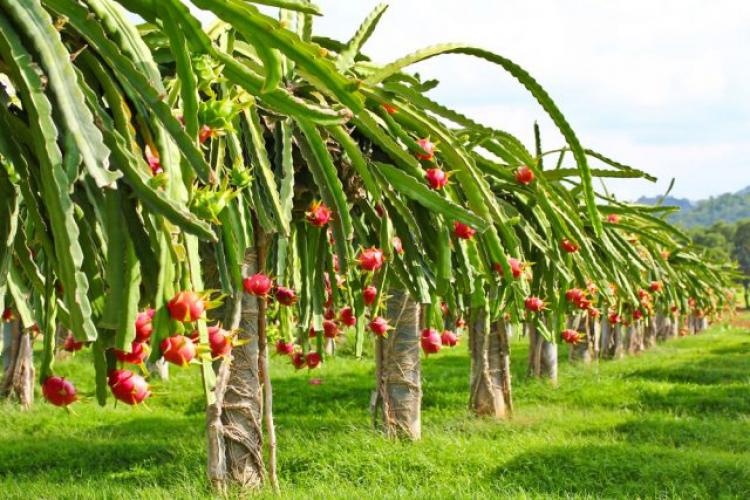 Rahasia Kebun Budidaya Buah Naga di Bogor yang Menguntungkan