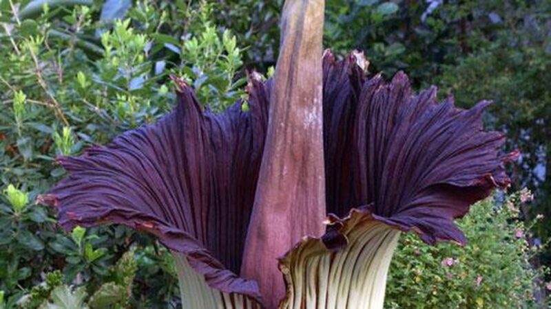 Fenomena Langka: Bunga Bangkai Raksasa Mekar di Kebun Raya Liwa